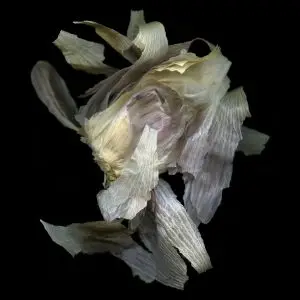 Garlic skin suspended is black