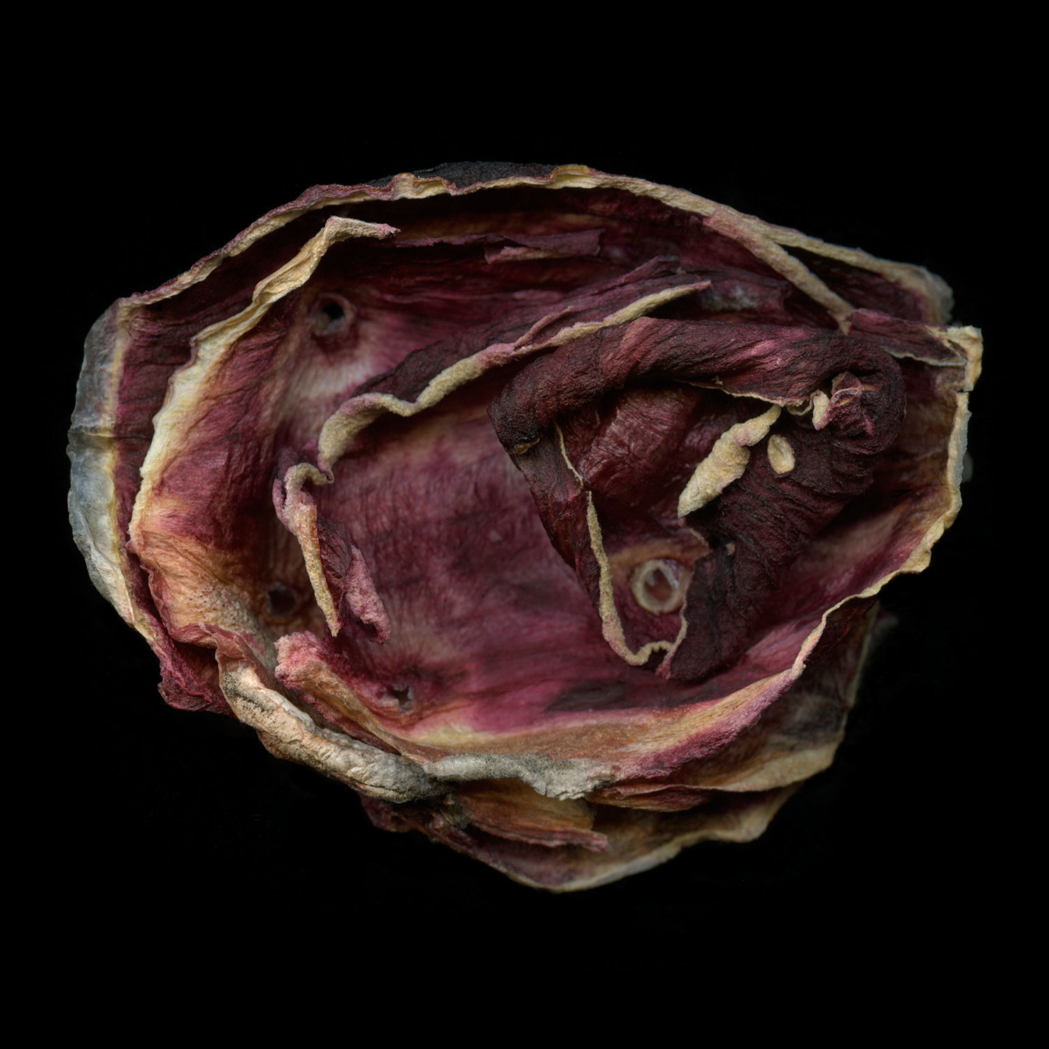 Red Onion