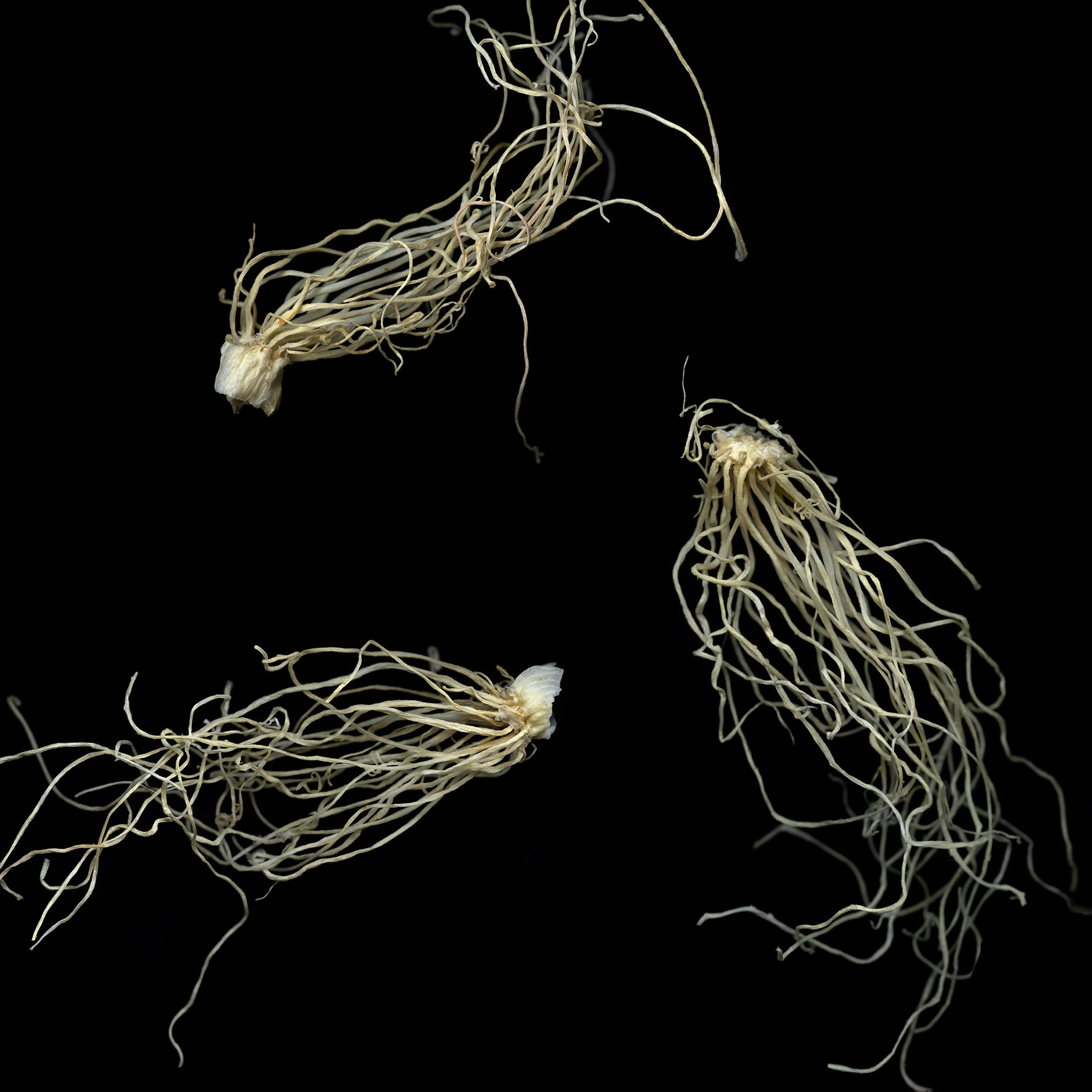 Spring Onions